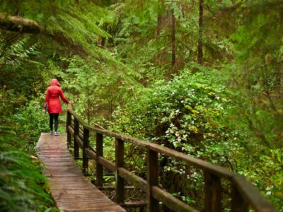 Forest Therapy Guide