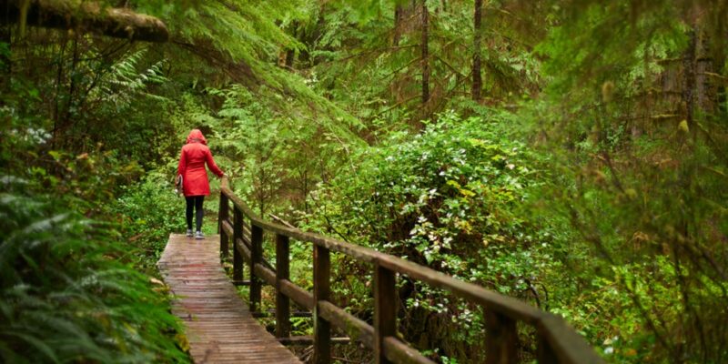 Forest Therapy Guide