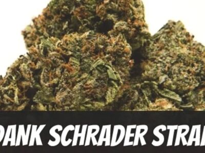Superb Dank Schrader Strains
